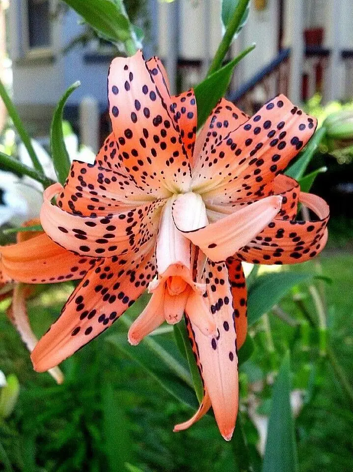 Flor del Tigre: Belleza efímera en tu jardín - Cuándo sembrar Tigridias flor del tigre - Cuándo sembrar Tigridias