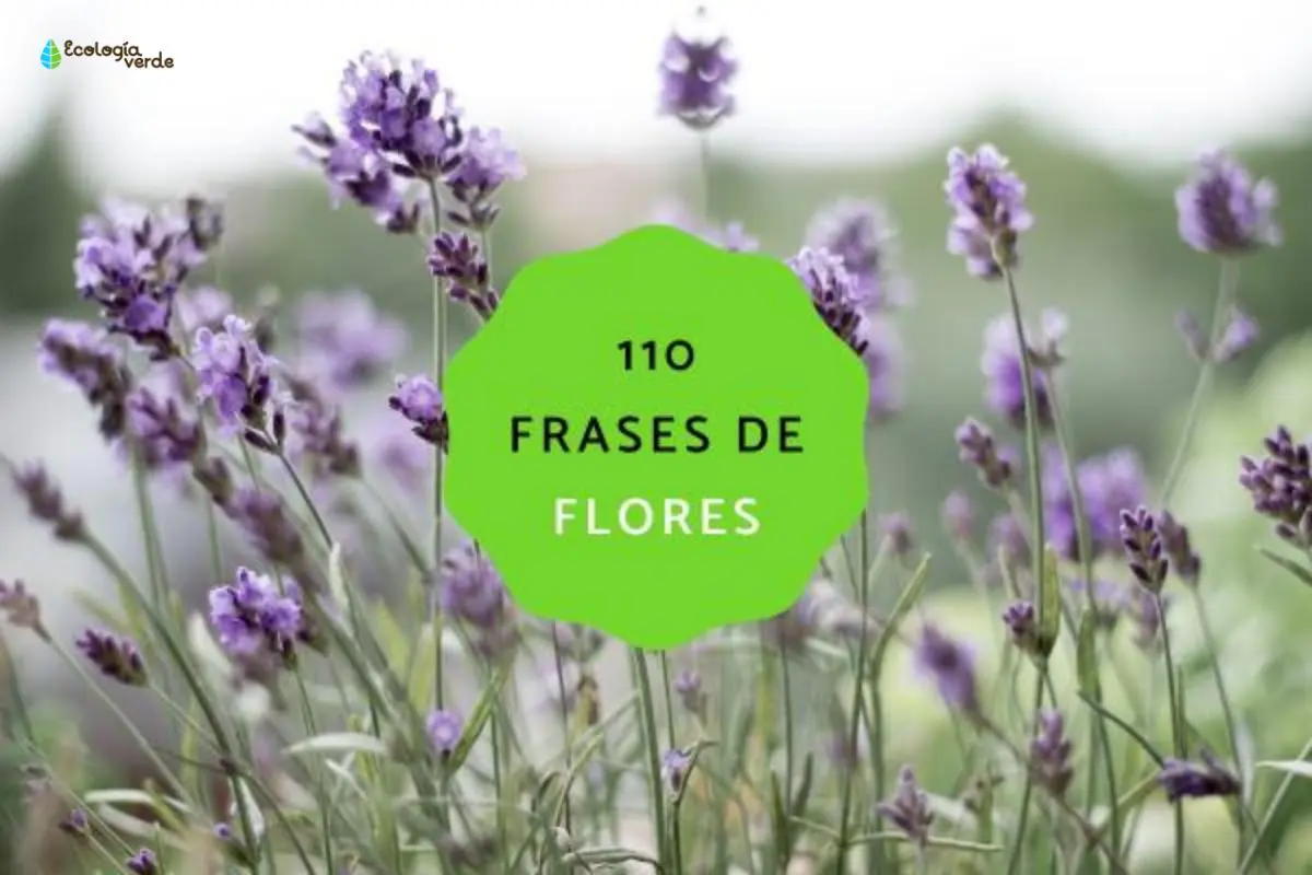 Frases de flores: el lenguaje de la naturaleza en palabras - Cuando una flor florece frases frases de flores - Cuando una flor florece frases