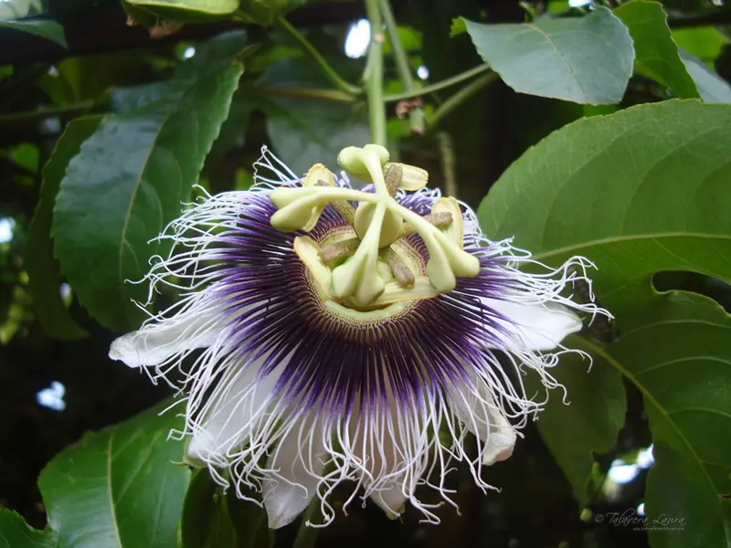 flora de misiones - Cuántas especies de árboles hay en Misiones