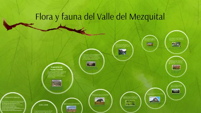 flora y fauna de un valle - Cuántas especies de flora hay en el Valle del Cauca
