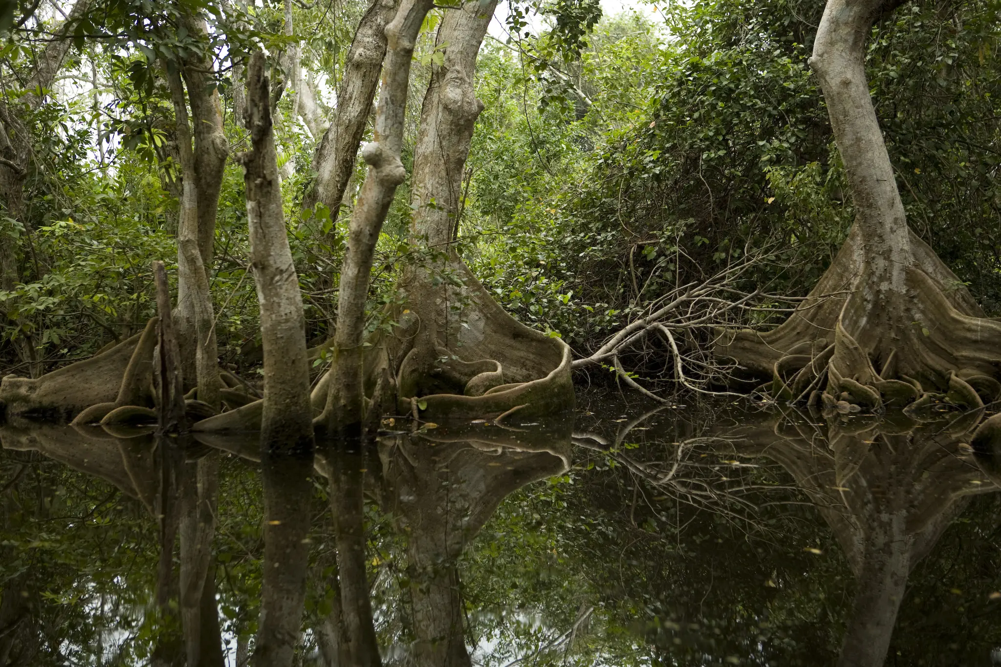 Flora y fauna de agua dulce en Veracruz - Cuántas especies de flora hay en Veracruz flora y fauna de agua dulce veracruz - Cuántas especies de flora hay en Veracruz