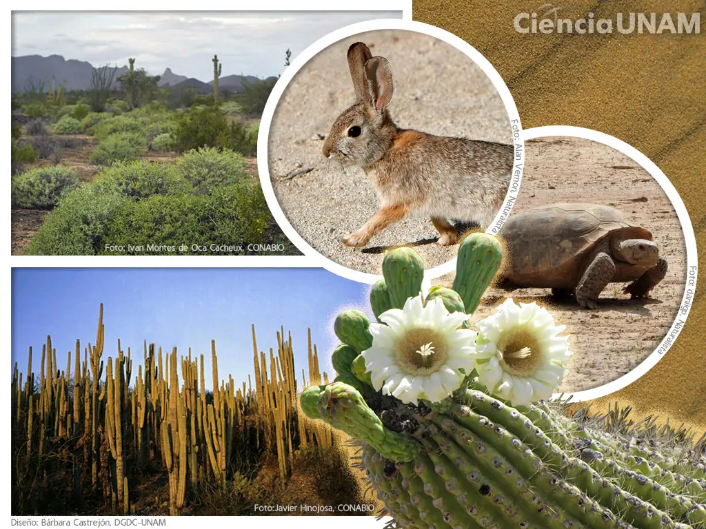 flora del desierto - Cuántas especies de plantas hay en el desierto