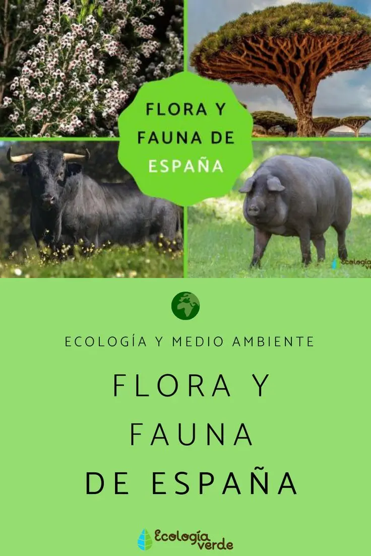 cual es la flora de españa - Cuántas floras hay en España