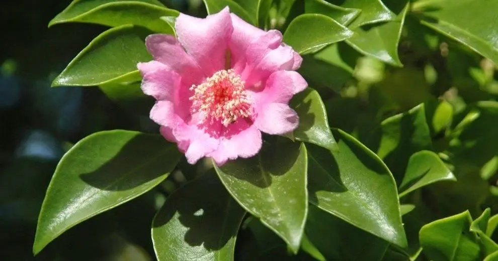 La flora de la República Dominicana - Cuántas floras hay en República Dominicana la flora de republica dominicana - Cuántas floras hay en República Dominicana