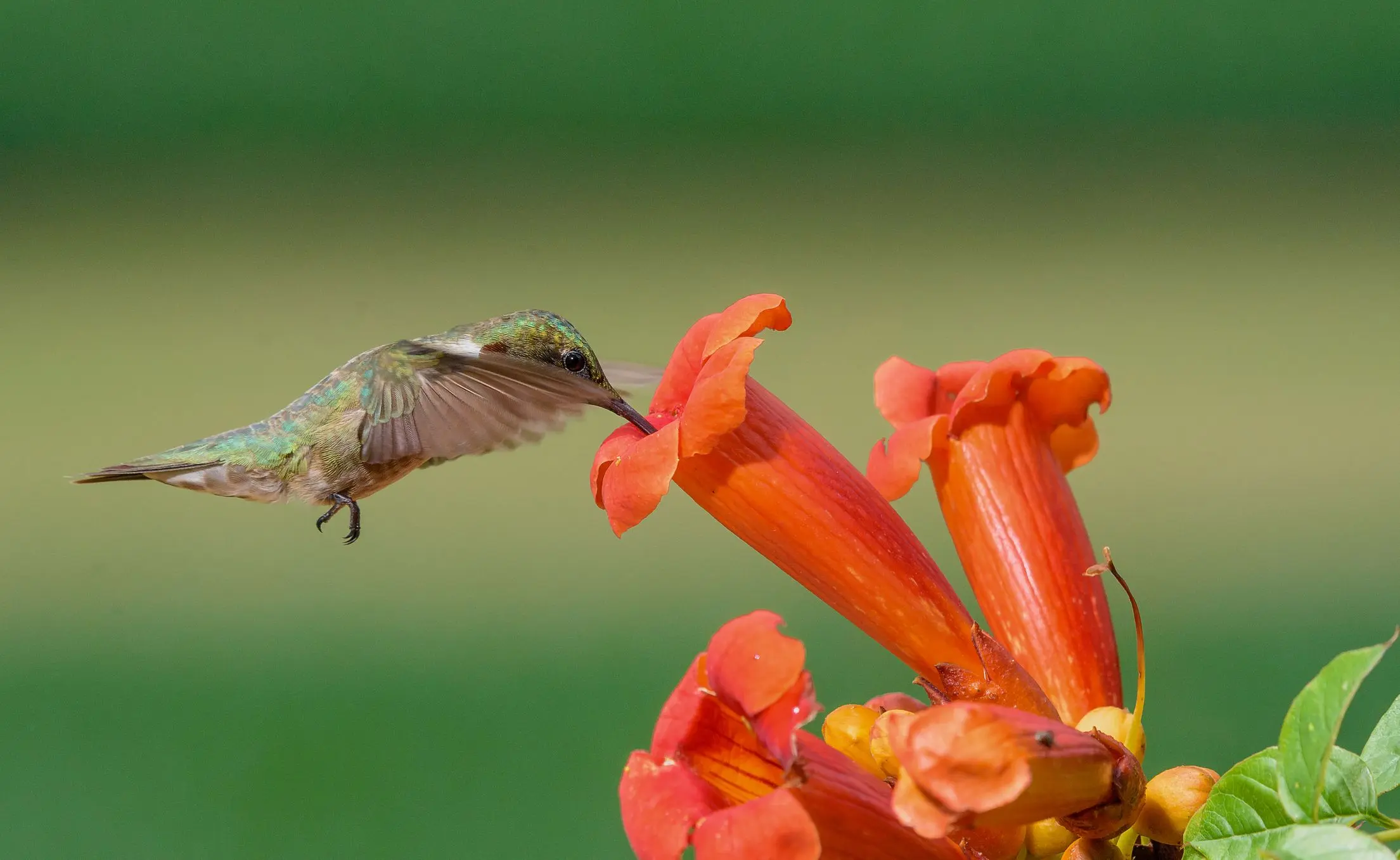 flores preferidas por los colibries - Cuántas flores necesita un colibrí