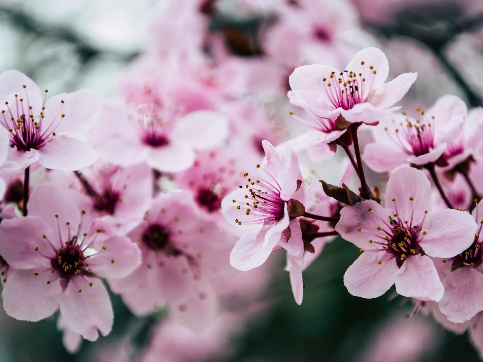¿Cómo se llama la flor del cerezo? - Cuántas flores tiene un cerezo como se llama la flor del cerezo - Cuántas flores tiene un cerezo