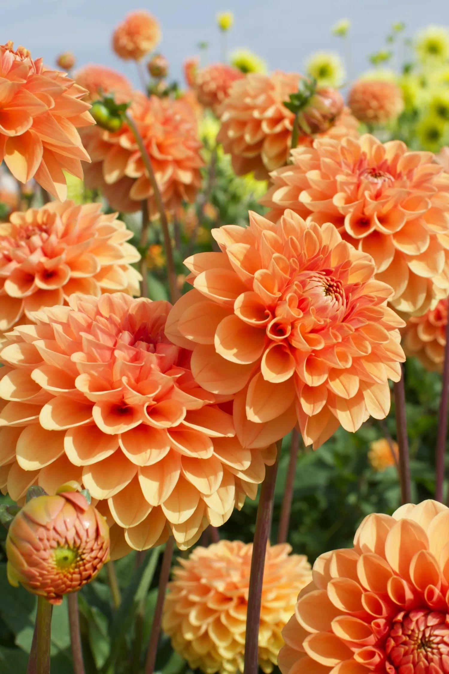Flores Endémicas de México: La Belleza de la Biodiversidad - Cuántas plantas endémicas hay en México flores endemicas de mexico - Cuántas plantas endémicas hay en México