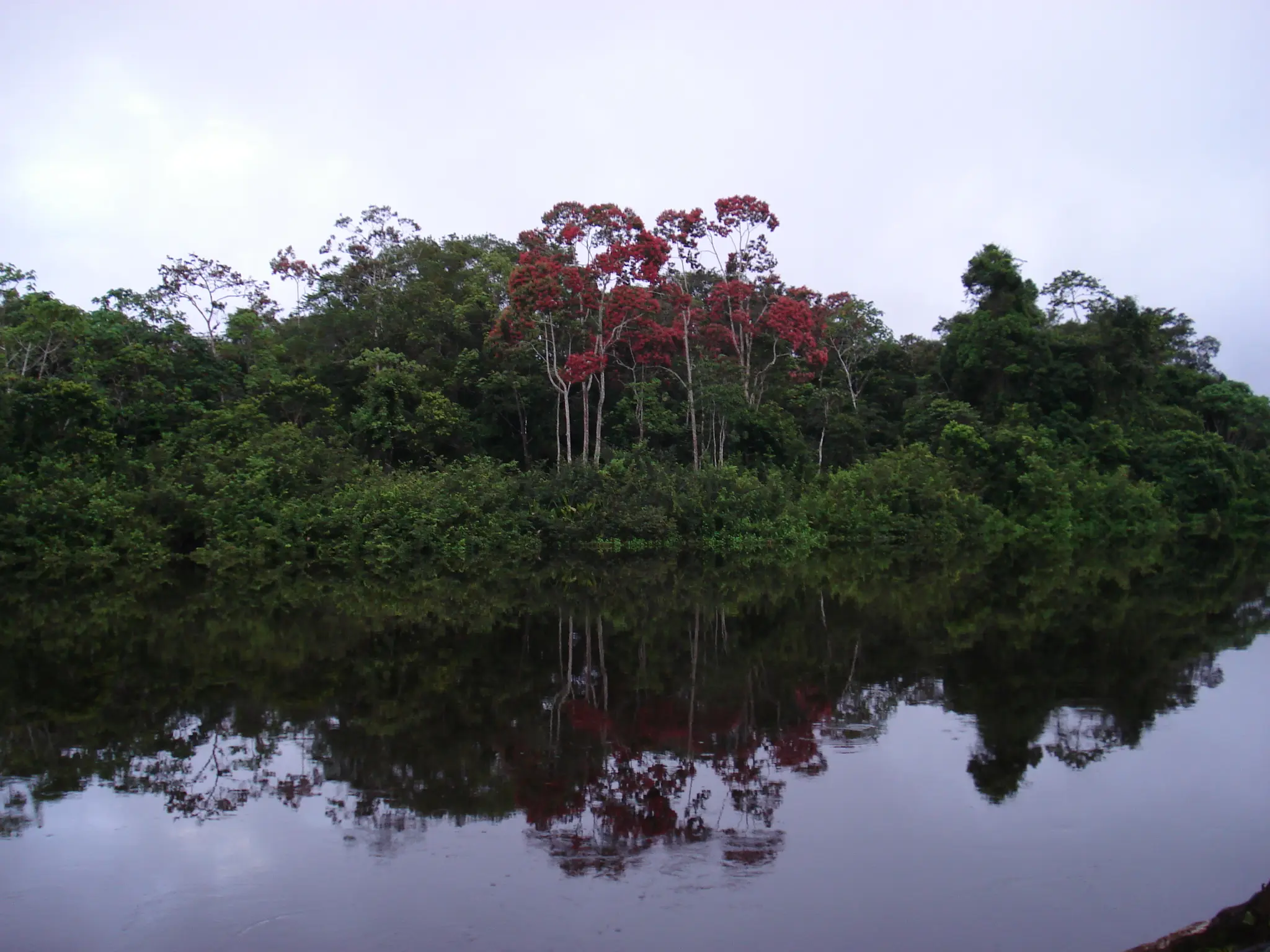 amazonia ecuatoriana flora - Cuántas plantas hay en la Amazonía ecuatoriana