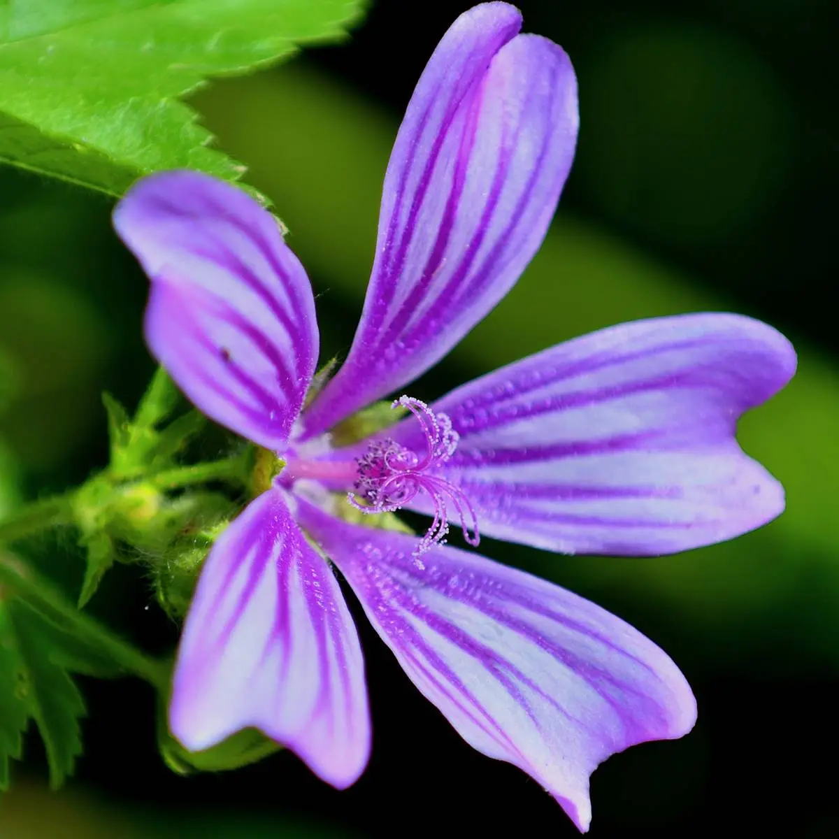 Plantas silvestres con flor: La diversidad de especies - Cuántas plantas silvestres hay plantas silvestres con flor - Cuántas plantas silvestres hay