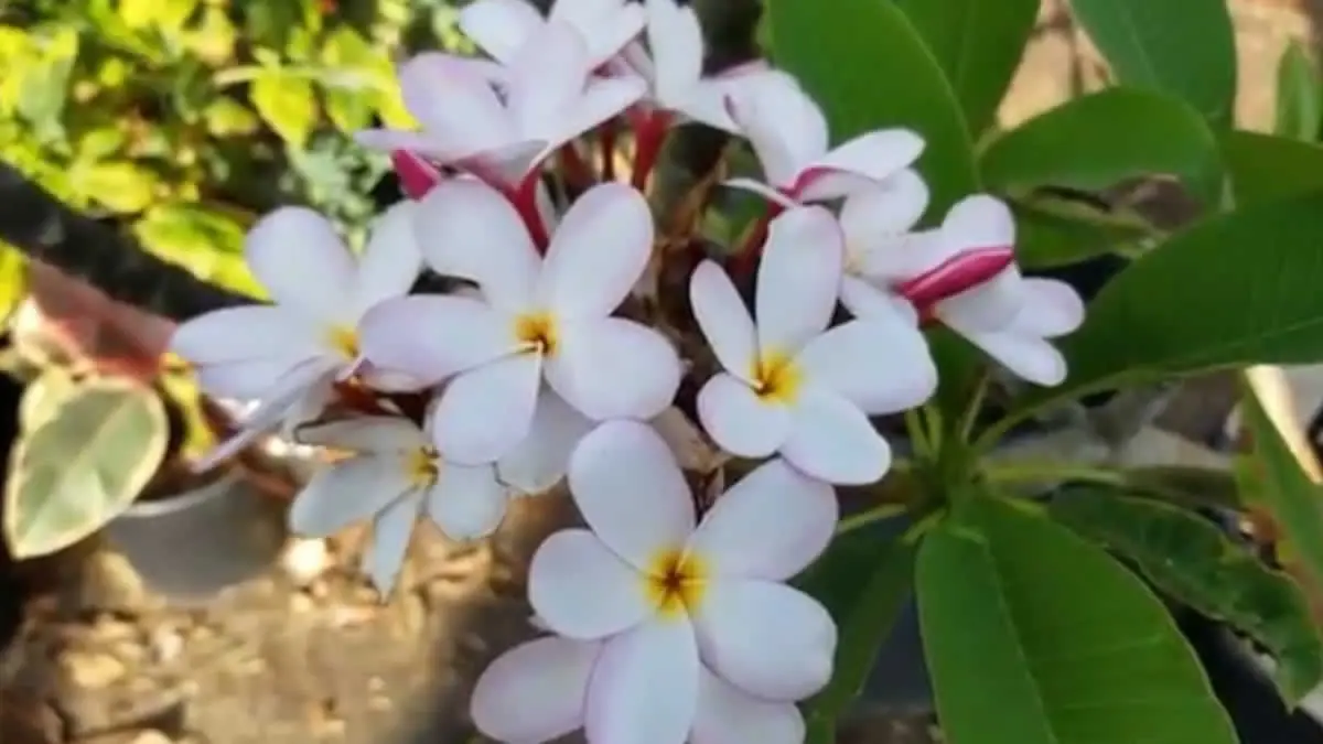 Cuántas variedades de flor de Sacuanjoche existen en Nicaragua - Cuántas variedades de flor de Sacuanjoche existen en Nicaragua cuántas variedades de flor de sacuanjoche existen - Cuántas variedades de flor de Sacuanjoche existen en Nicaragua