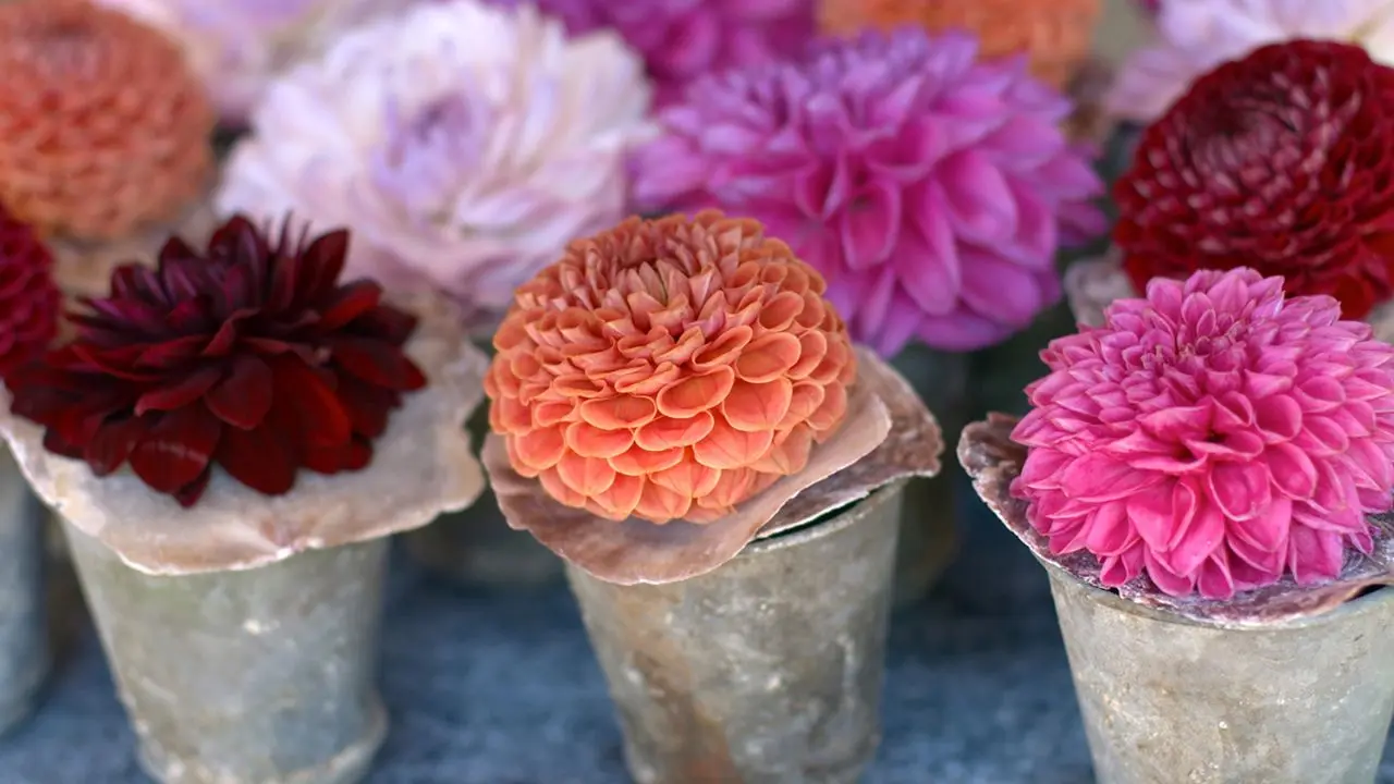 Las flores dalias son de sol o sombra - Cuántas veces al año florecen las dalias las flores dalias son de sol o sombra - Cuántas veces al año florecen las dalias