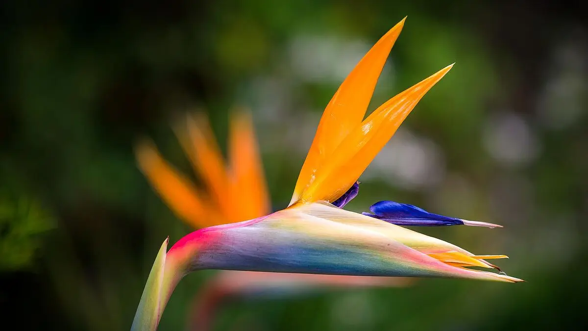 flor del pajaro - Cuántas veces florece la flor del pájaro