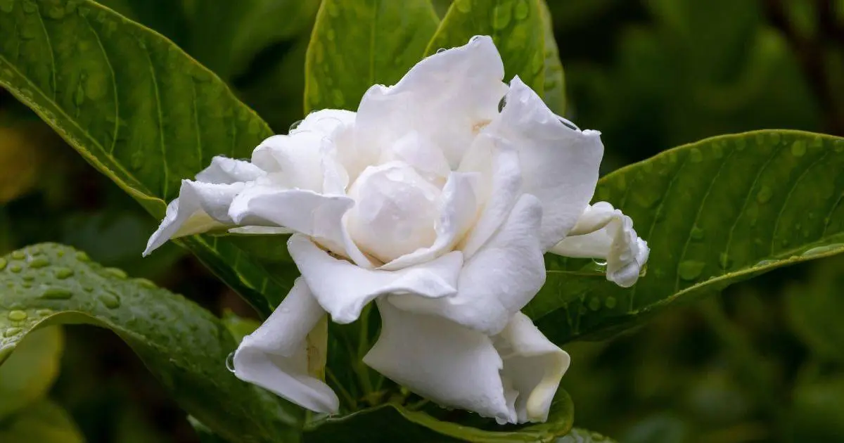 flor de gardenia - Cuántas veces florece la gardenia en el año