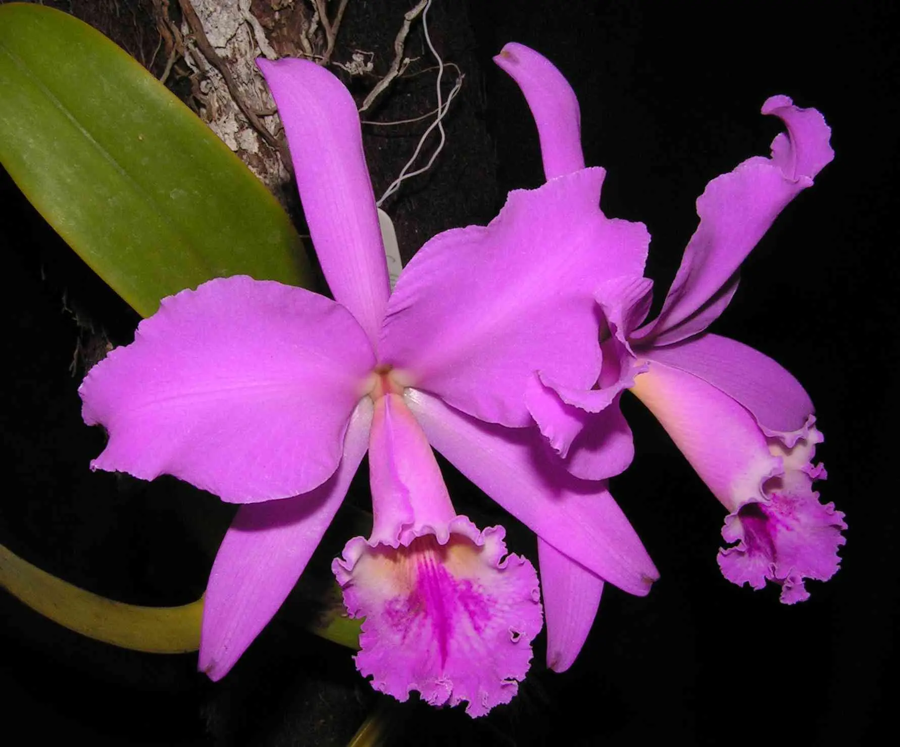 Flor de la Cattleya: Belleza y Resistencia en una Planta - Cuántas veces florece una Cattleya flor de la cattleya - Cuántas veces florece una Cattleya