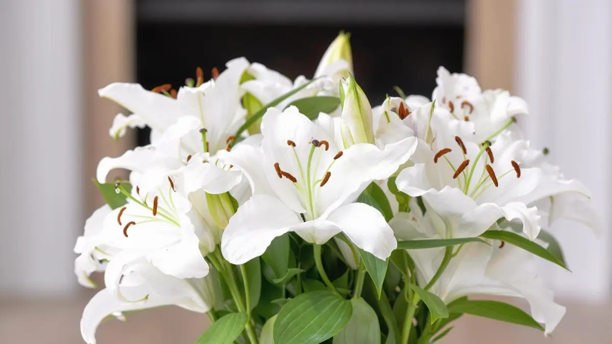 Lirios sin flor: causas y soluciones - Cuántas veces florecen los lirios lirios sin flor - Cuántas veces florecen los lirios