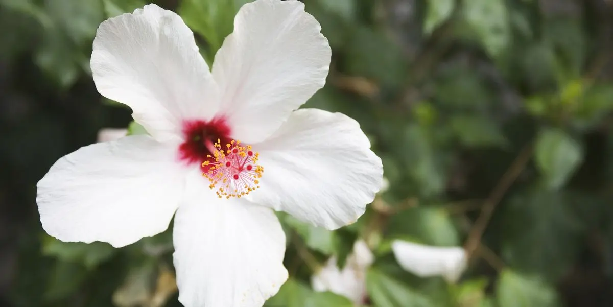 Flor de hibisco amarilla: una belleza tropical - Cuántas veces hay que regar la planta hibisco flor de hibisco amarilla - Cuántas veces hay que regar la planta hibisco