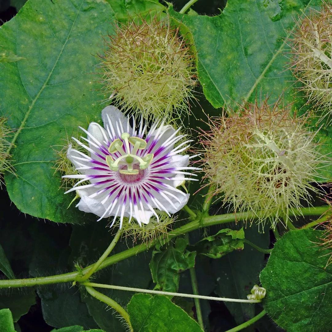 Por qué se caen las flores del maracuyá - Cuántas veces se riega el maracuyá porque se caen las flores del maracuyá - Cuántas veces se riega el maracuyá