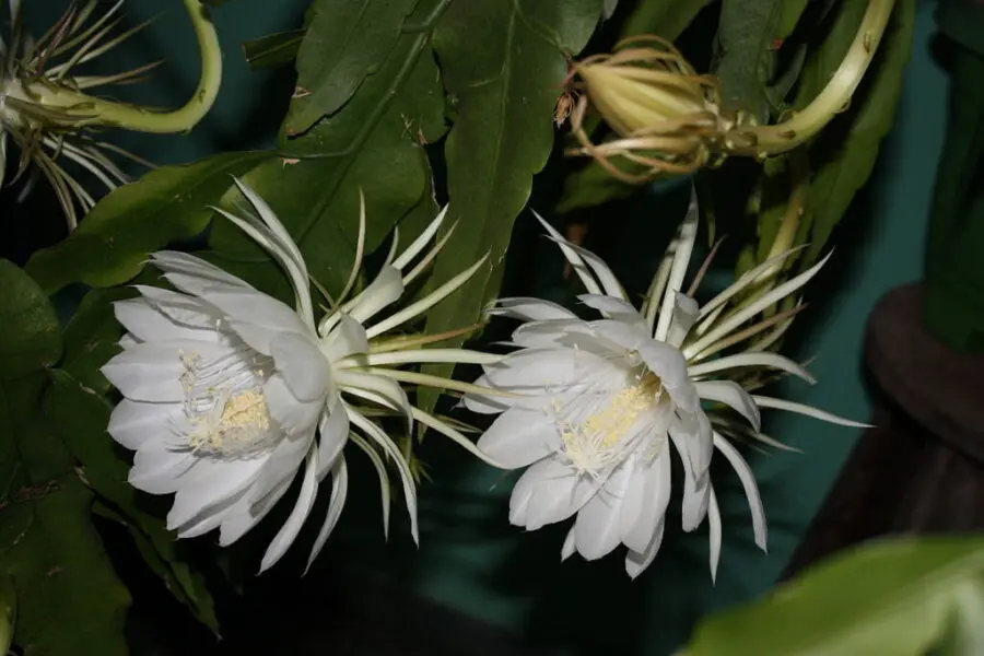 Las flores más codiciadas del entorno - Cuánto cuesta la flor más cara del mundo flor con cara - Cuánto cuesta la flor más cara del mundo