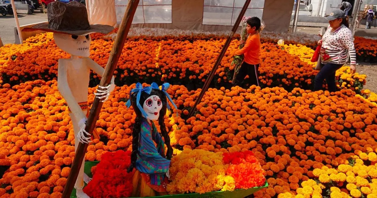 Dónde comprar flor de cempasúchil - Cuánto cuesta una flor de cempasúchil donde comprar flor de cempasúchil - Cuánto cuesta una flor de cempasúchil