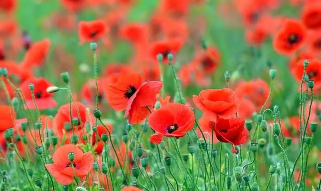 Cuadros de flores amapolas: belleza y significado en tus paredes - Cuánto dura la flor de la amapola cuadros de flores amapolas - Cuánto dura la flor de la amapola
