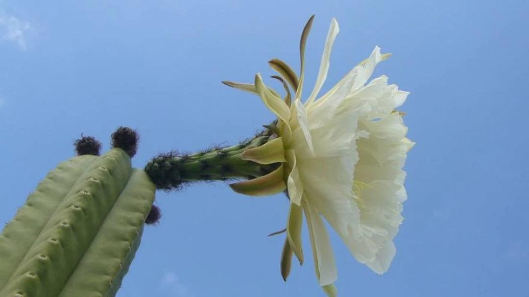 cactus san pedro flor - Cuánto dura la flor del cactus San Pedro