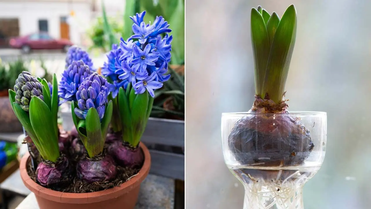 Flor de Jacinto de Agua: Cuidados y Características - Cuánto dura la flor del jacinto de agua flor de jacinto de agua - Cuánto dura la flor del jacinto de agua