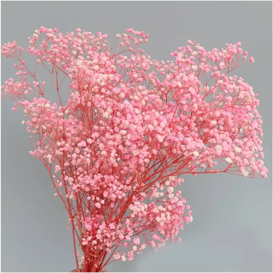 Flor paniculata precio: una opción económica para decorar tu hogar - Cuánto dura la paniculata en agua flor paniculata precio - Cuánto dura la paniculata en agua