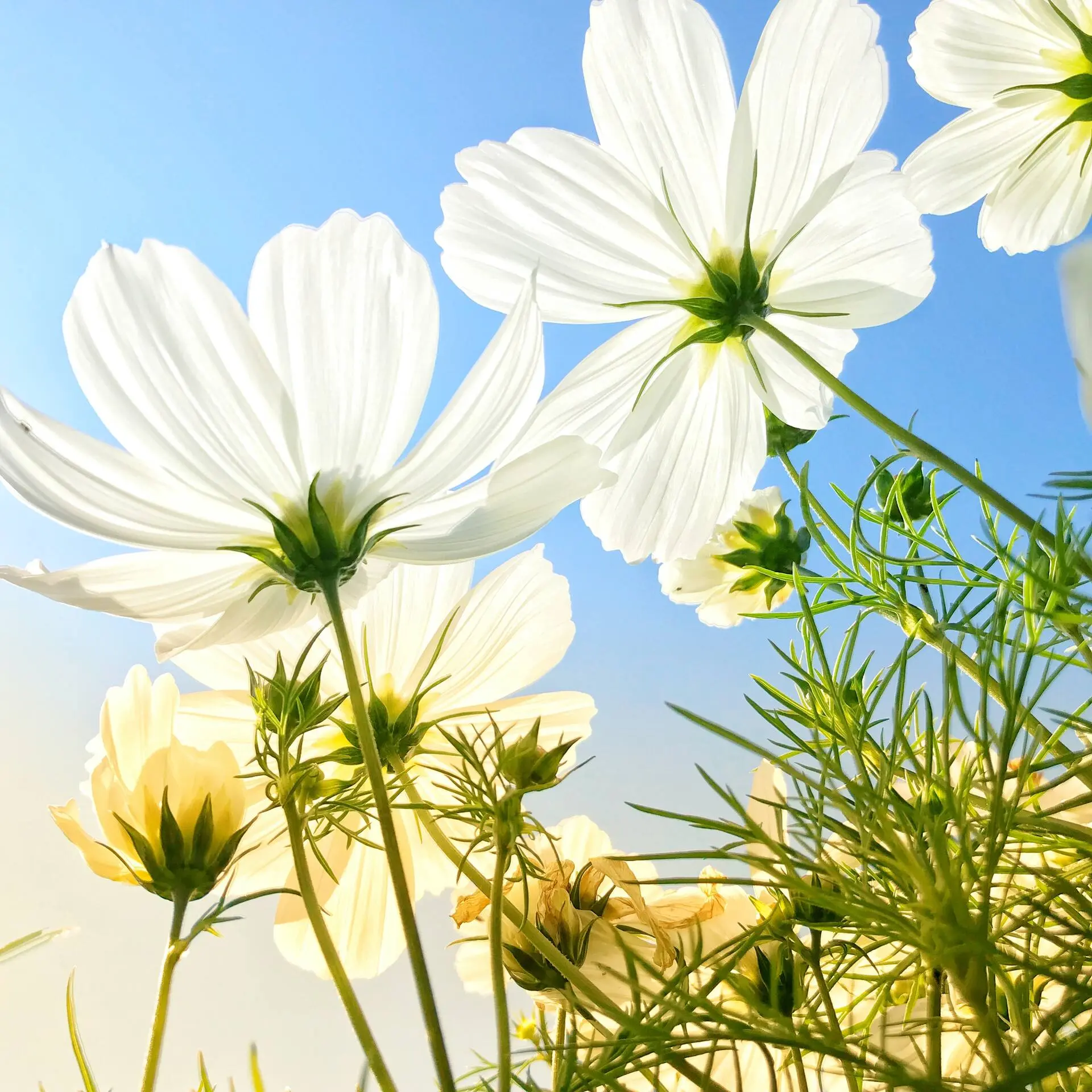 Flor de Cosmos: Belleza y Versatilidad en el Jardín - Cuánto dura la planta cosmos flor de cosmos - Cuánto dura la planta cosmos