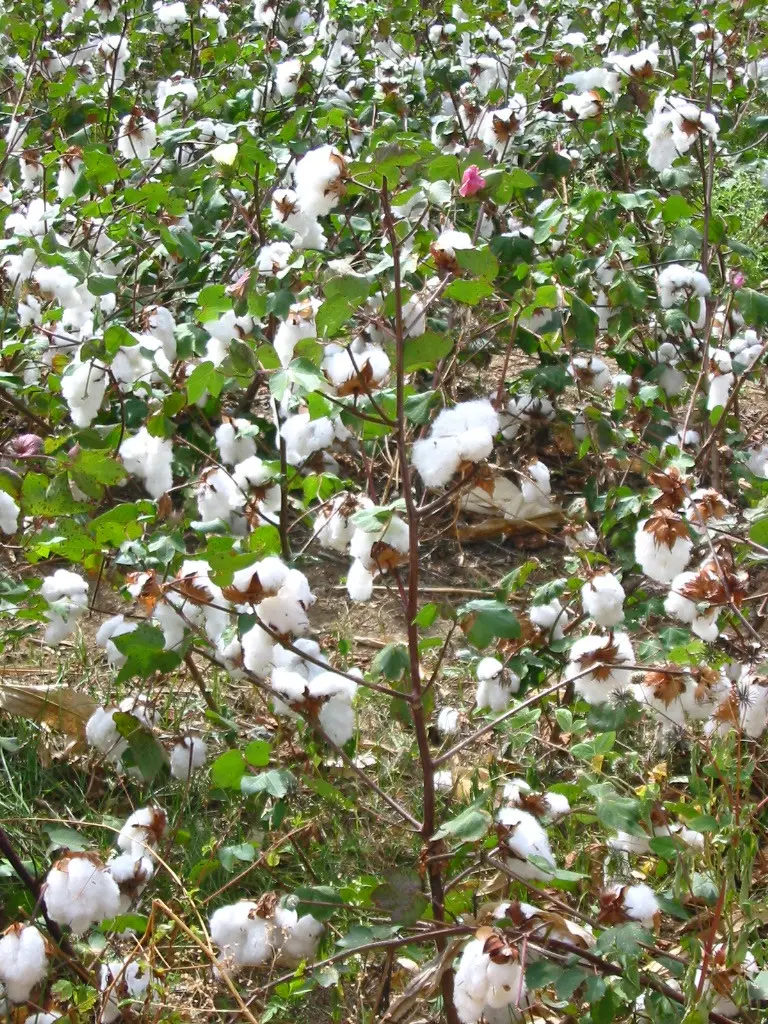 arbol con flor de algodon - Cuánto mide el árbol de algodón