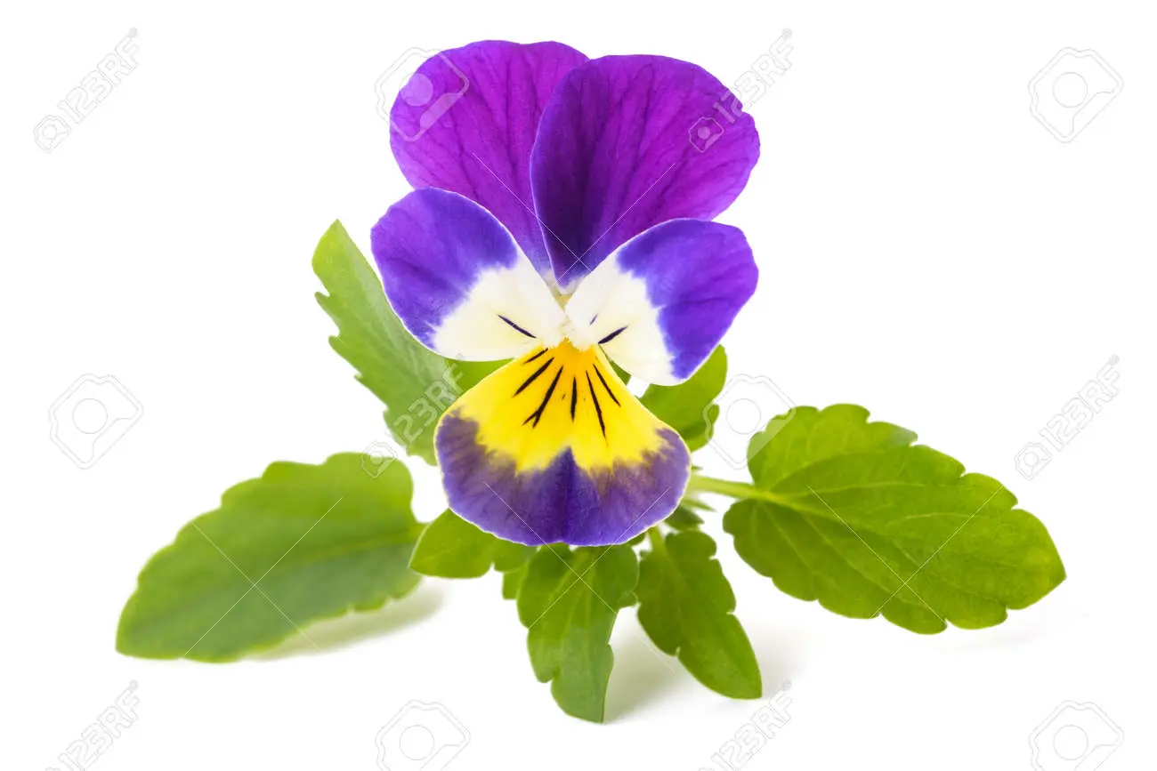flor pensamiento silvestre - Cuánto mide la flor del pensamiento