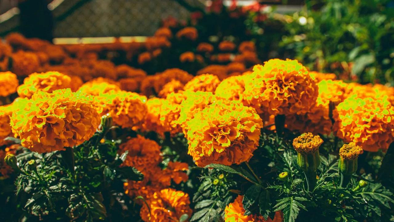 Flor de cempasúchil: ¿Es de sol o sombra? - Cuánto sol necesita el cempasúchil flor de cempasúchil es de sol o sombra - Cuánto sol necesita el cempasúchil