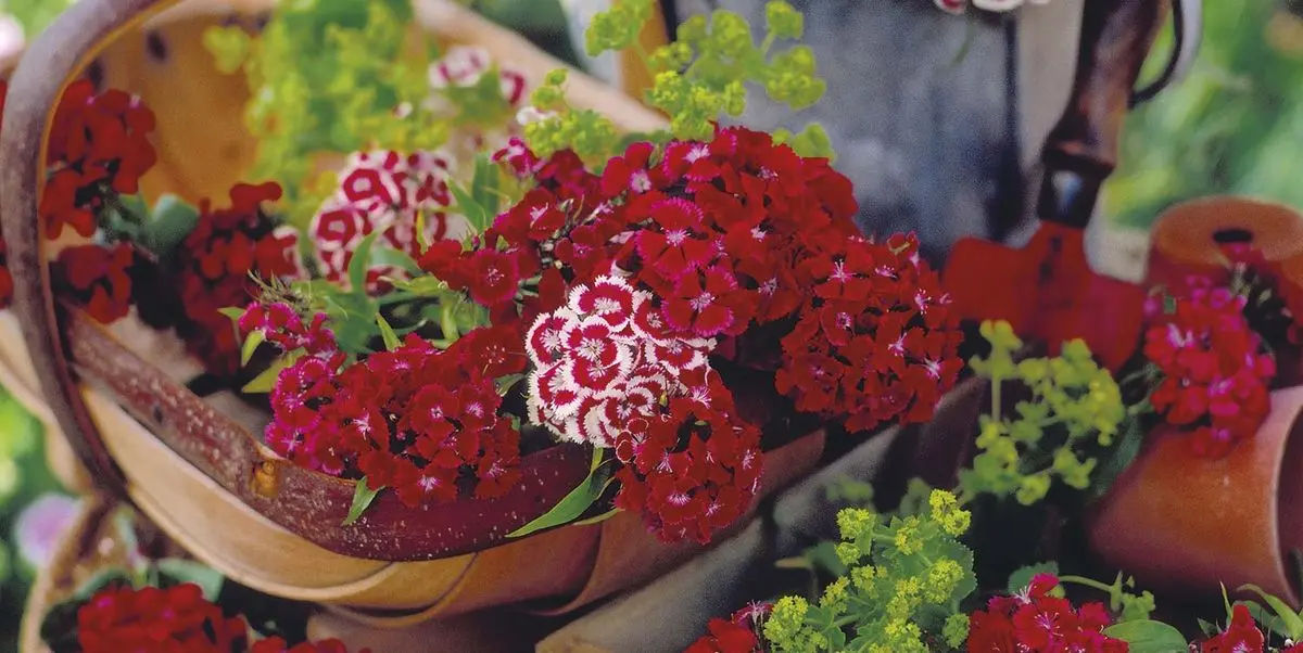clavelina flor - Cuánto sol necesita la Clavelina
