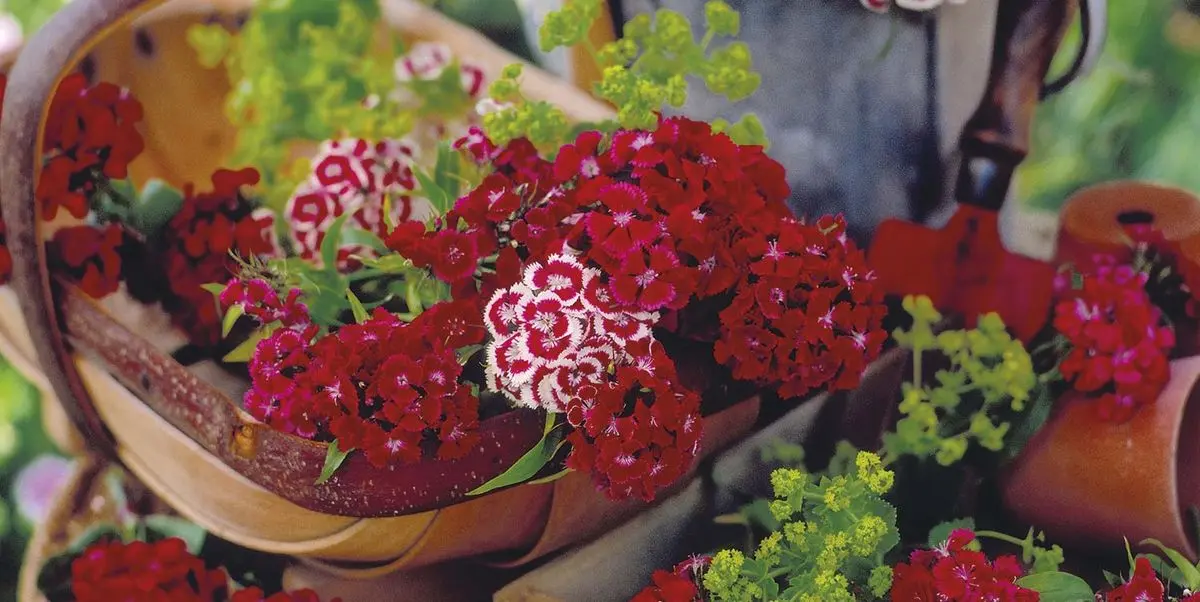 Clavelina Flor: Belleza y resistencia en tu jardín - Cuánto sol necesita la Clavelina clavelina flor - Cuánto sol necesita la Clavelina