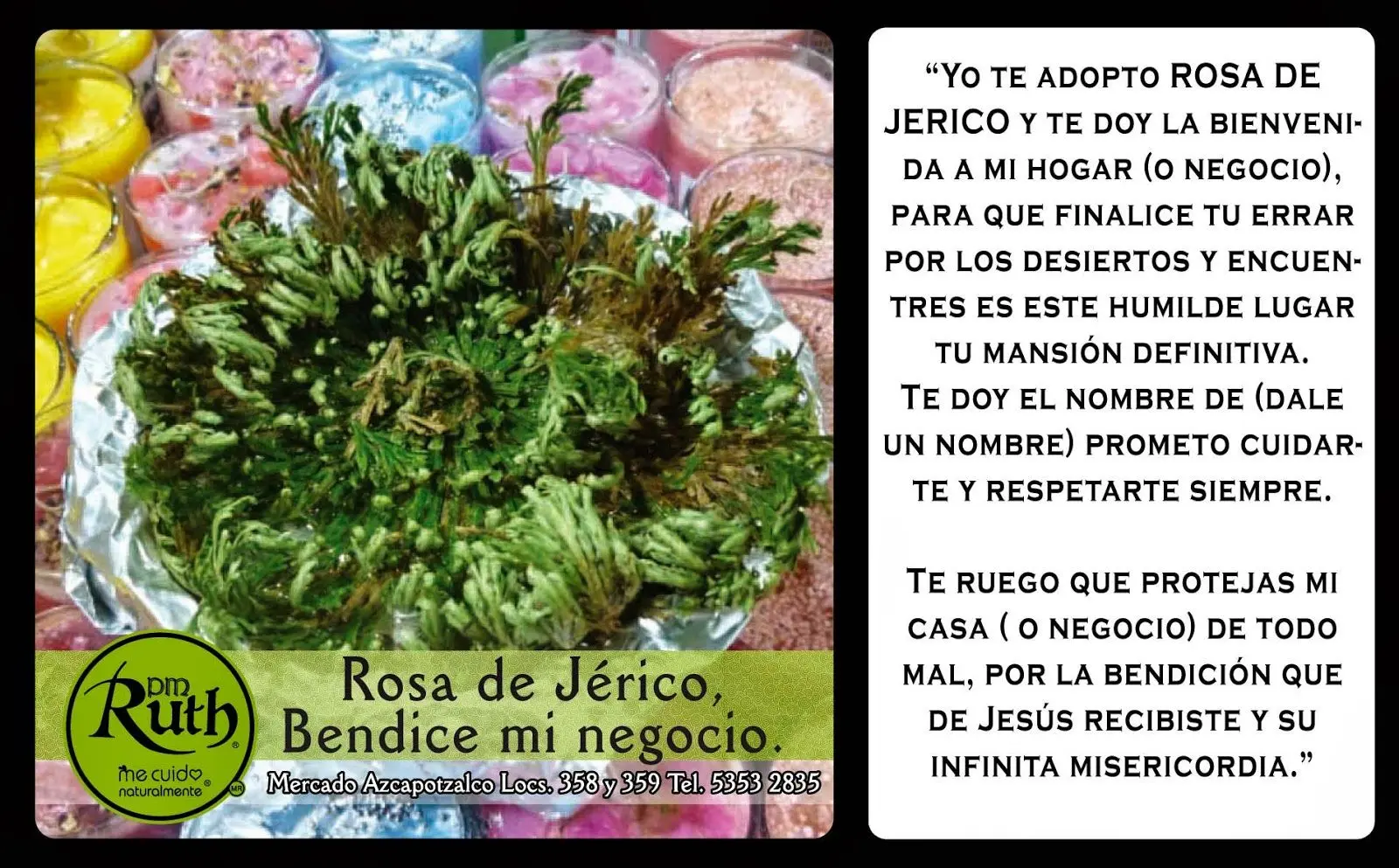 oracion flor de jerico - Cuánto tarda en abrir la rosa de Jericó