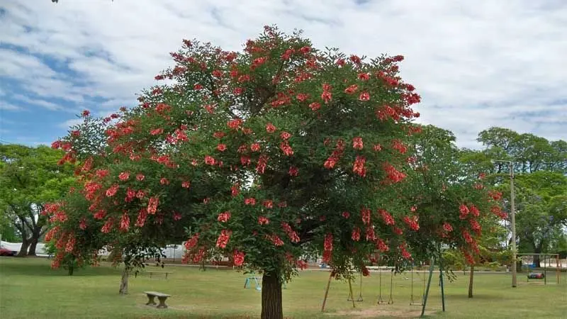 El ceibo sin flor: una especie valiosa para el ecosistema - Cuánto tarda en crecer un árbol de ceibo ceibo sin flor - Cuánto tarda en crecer un árbol de ceibo