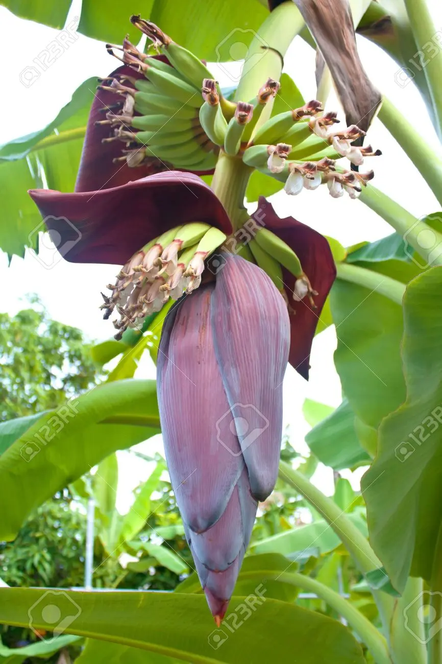 Plátano árbol flor: Lo que debes aprender sobre esta planta - Cuánto tarda en crecer un árbol de plátano platano arbol flor - Cuánto tarda en crecer un árbol de plátano