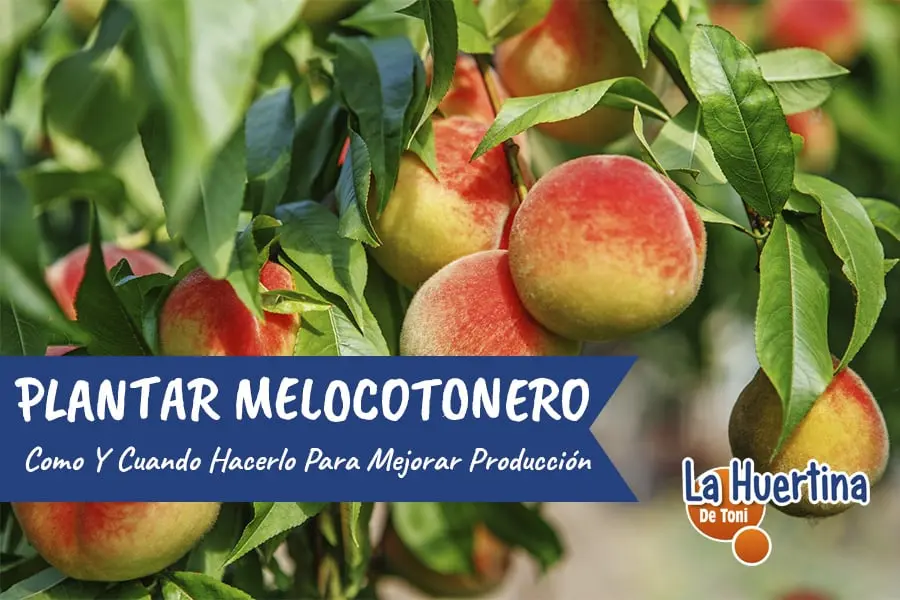 melocotonero flor - Cuánto tarda en dar fruto un melocotonero