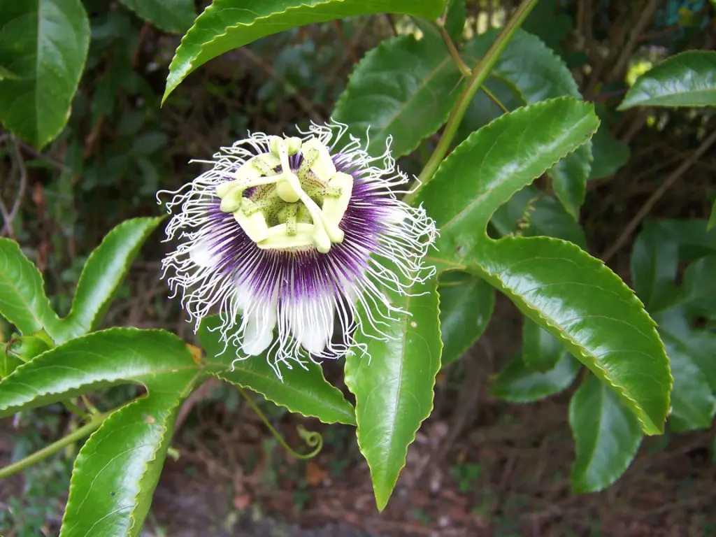 Flor Maracuyá: Todo lo que debes saber sobre esta hermosa planta - Cuánto tarda en florecer el maracuyá flor maracuya - Cuánto tarda en florecer el maracuyá