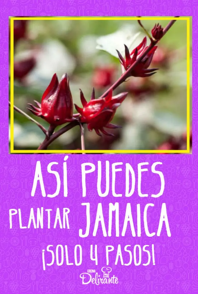 como plantar flor de jamaica - Cuánto tarda en germinar una semilla de flor de Jamaica