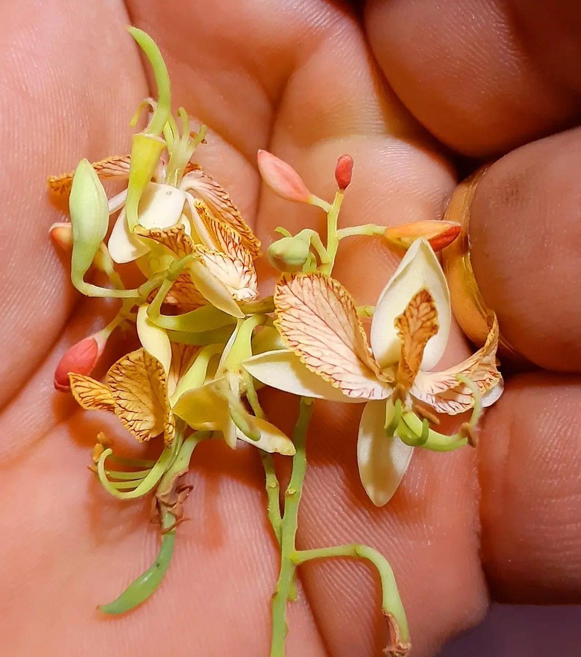tamarindo en flor - Cuánto tarda un árbol de tamarindo en dar su primer fruto