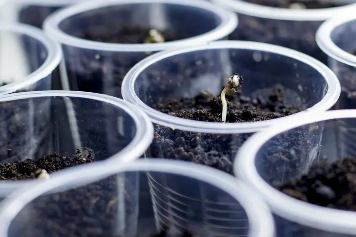 Cómo germinar semillas de flores - Cuánto tardan en germinar las semillas de flores como germinar semillas de flores - Cuánto tardan en germinar las semillas de flores