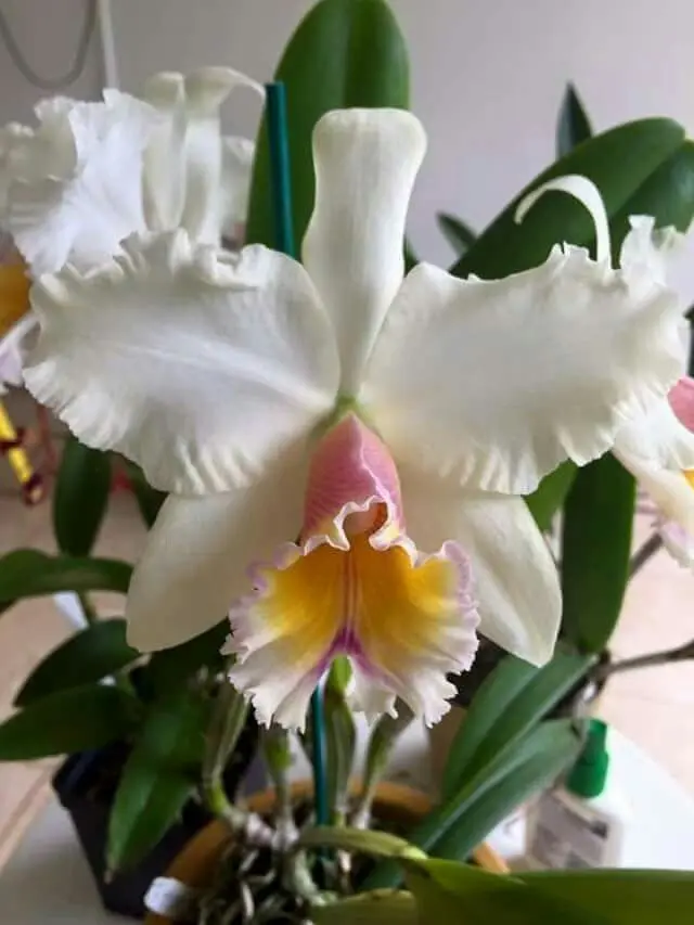 kataleya flor - Cuánto tiempo dura la flor de la orquídea Cattleya