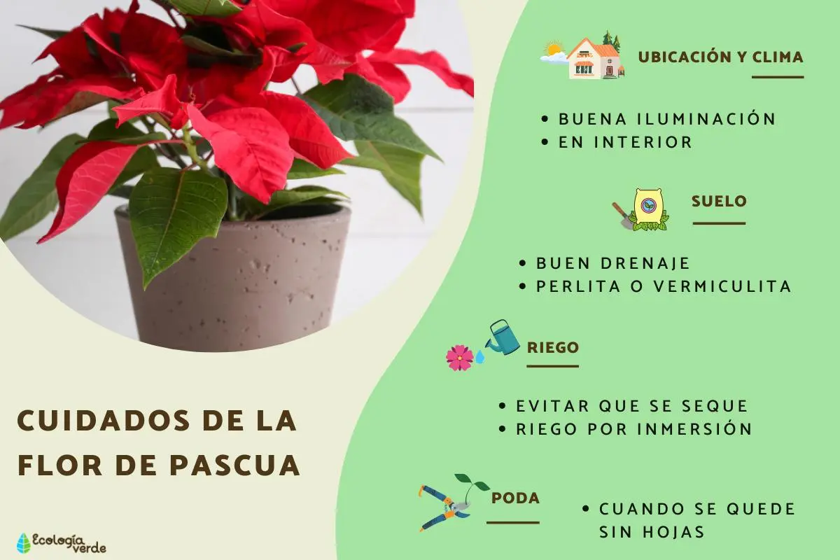 La Flor de Navidad: Cuidados y Consejos para su Cultivo - Cuánto tiempo dura la flor de Navidad flor de navidad - Cuánto tiempo dura la flor de Navidad