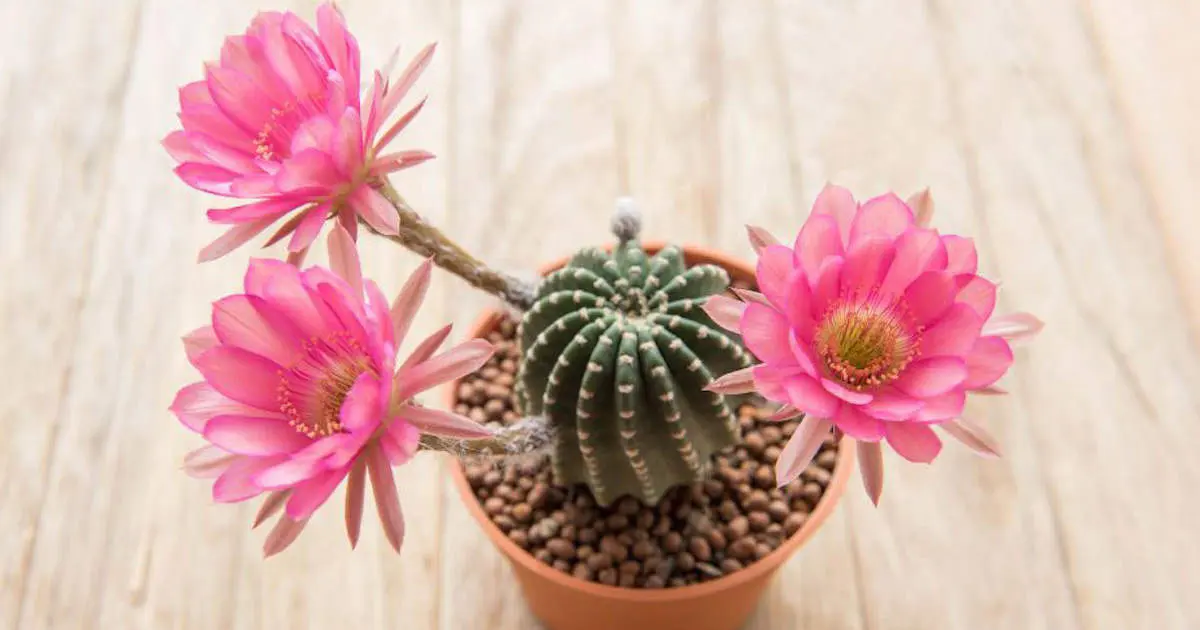 Cactus con flores: belleza y resistencia en una sola planta - Cuánto tiempo dura la flor de un cactus cactus con flores - Cuánto tiempo dura la flor de un cactus