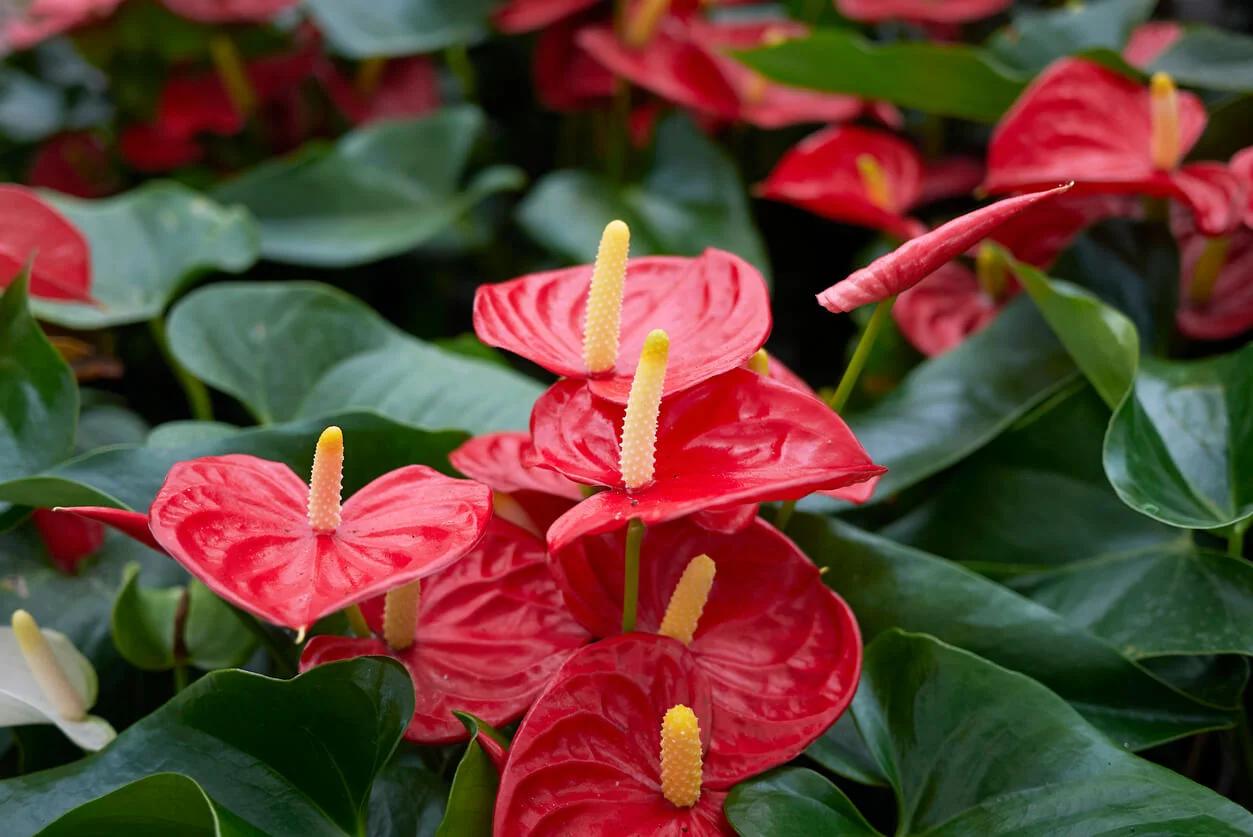 El Anturio: La Flor del Amor - Cuánto tiempo dura la flor del anturio anturio flor - Cuánto tiempo dura la flor del anturio