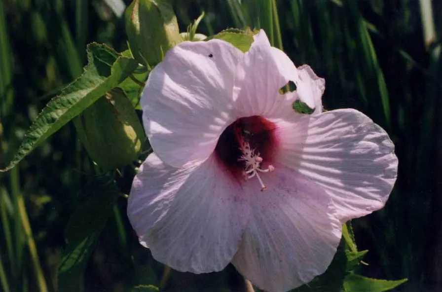 molde de flor de hibisco para imprimir - Cuánto tiempo dura la flor del hibisco