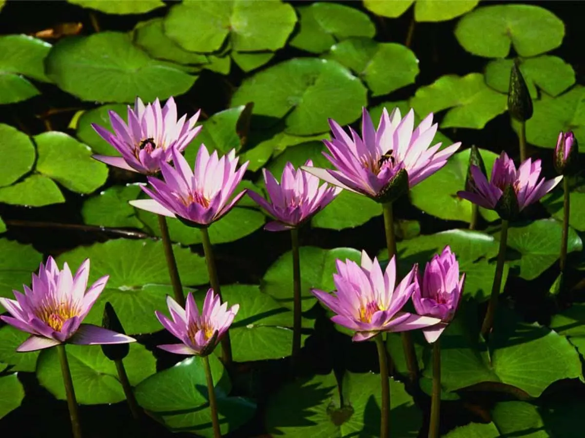 Nenufar flor: belleza acuática y simbolismo - Cuánto tiempo dura la flor del nenúfar nenufar flor - Cuánto tiempo dura la flor del nenúfar