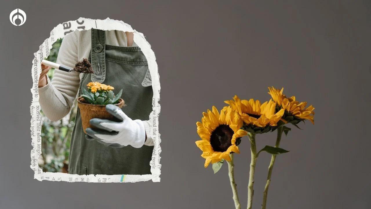 Cuidados De Girasol En Maceta: Consejos Para Florecer | TeleFlor