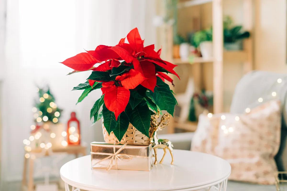 Flor de Pascua: Cuidados y Decoración - Cuánto tiempo dura una flor de Pascua flor de pascua - Cuánto tiempo dura una flor de Pascua