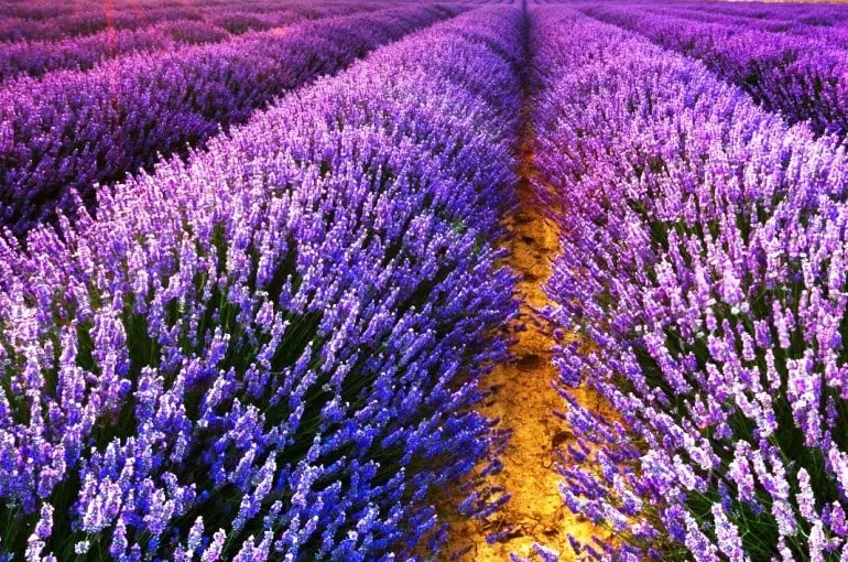 Lavanda: La Flor Perfecta para Decorar tu Hogar - Cuánto tiempo dura una planta de lavanda lavanda flor - Cuánto tiempo dura una planta de lavanda